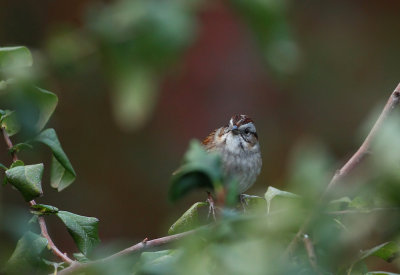 Swamp Sparrow