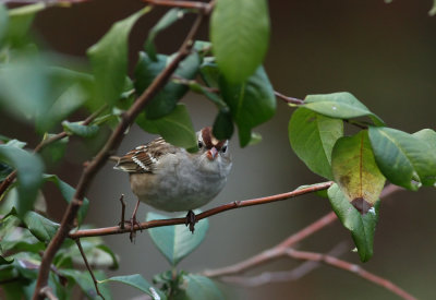 White-crowned Sparrow (juv.)