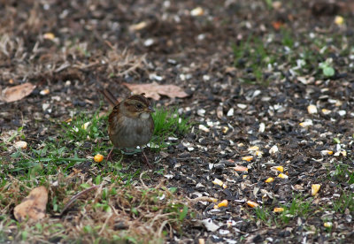 Swamp Sparrow
