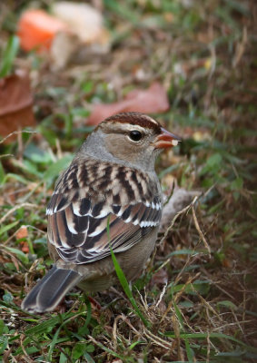 White-crowned Sparrow (juv.)