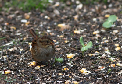 Swamp Sparrow