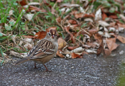 White-crowned Sparrow (juv.)