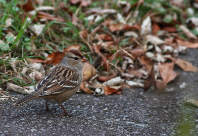 White-crowned Sparrow (juv.)