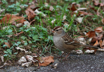 White-crowned Sparrow (juv.)