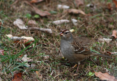 White-crowned Sparrow (juv.)