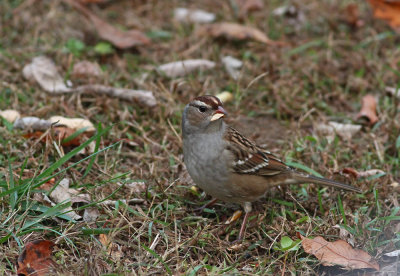 White-crowned Sparrow (juv.)
