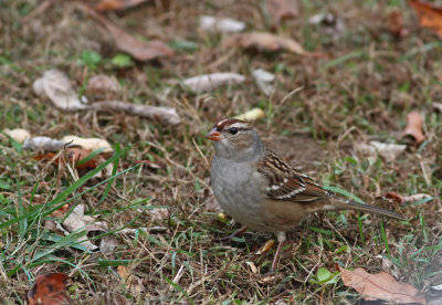 White-crowned Sparrow (juv.)