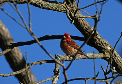 Purple Finch