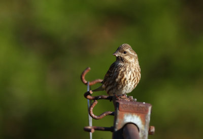 Purple Finch