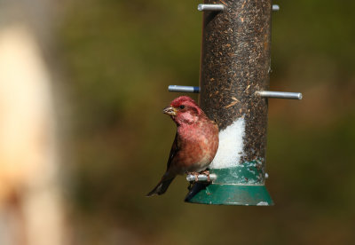 Purple Finch