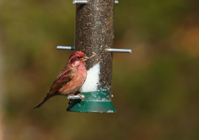 Purple Finch