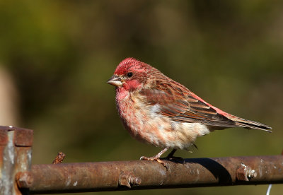 Purple Finch