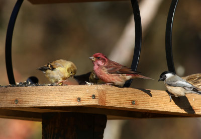 Purple Finch, Goldfinch, Carolina Chickadee