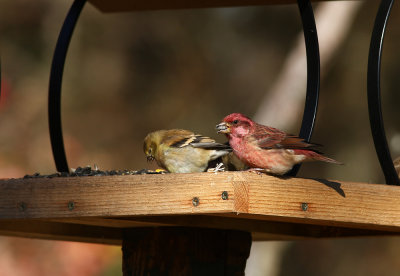 Purple Finch, Goldfinch