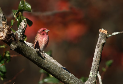 Purple Finch