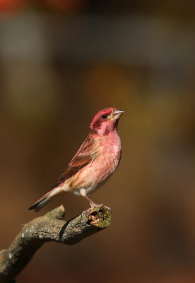 Purple Finch