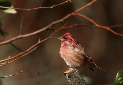 Purple Finch