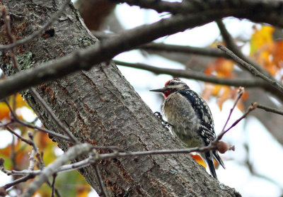 Yellow-bellied Sapsucker