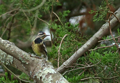 Yellow-bellied Sapsucker