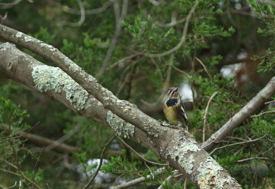 Yellow-bellied Sapsucker