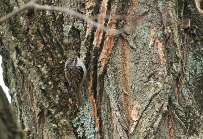 Brown Creeper