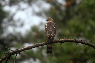 Cooper's Hawk