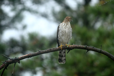 Cooper's Hawk