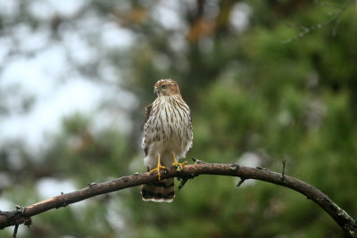 Cooper's Hawk