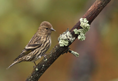 Pine Siskin