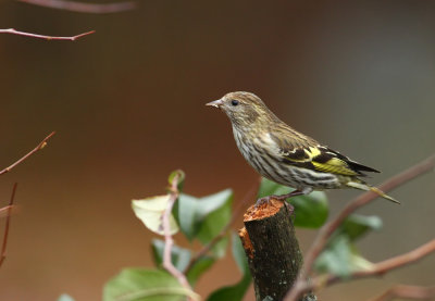 Pine Siskin