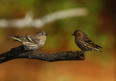 Pine Siskins