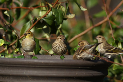 Pine Siskins and American Goldfinches