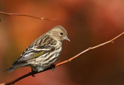 Pine Siskin