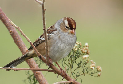 White-crowned Sparrow