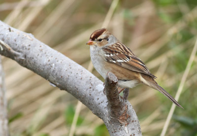 White-crowned Sparrow