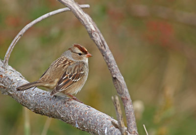 White-crowned Sparrow