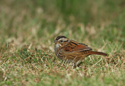 Swamp Sparrow