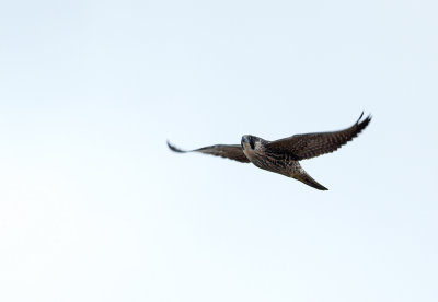 Peregrine Falcon