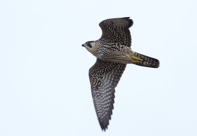 Peregrine Falcon