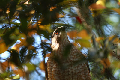 Cooper's Hawk