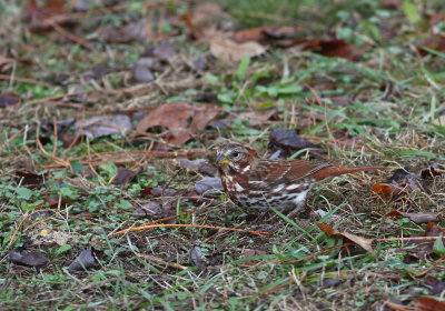 Fox Sparrow