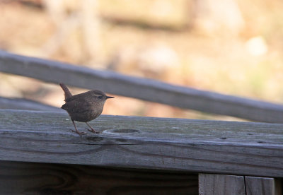 Winter Wren