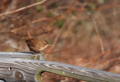 Winter Wren