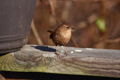 Winter Wren