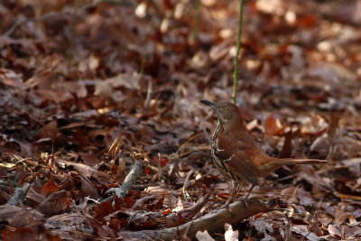 Brown Thrasher