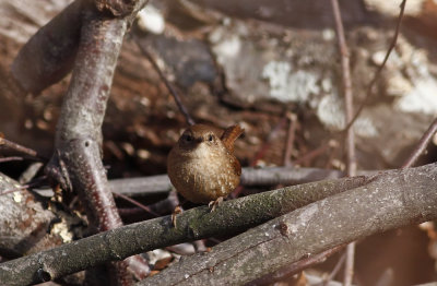 Winter Wren