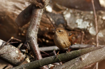 Winter Wren