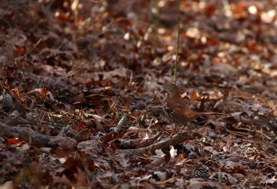 Brown Thrasher