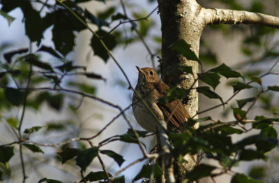Hermit Thrush