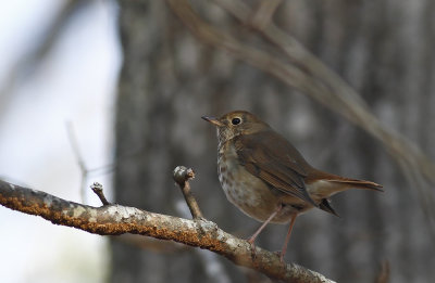 Hermit Thrush